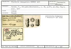 Karteikarte zum Syntyp von Stylolina lapugyensis Karrer, 1877
